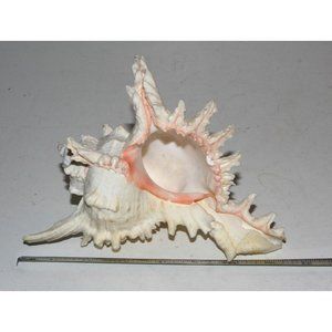 Murex Ramosus Spikey Sea Shell 7" Nice!